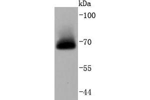 HeLa cell lysates probed with A-RAF (24D1) Monoclonal Antibody  at 1:1000 overnight at 4˚C. (ARAF anticorps)