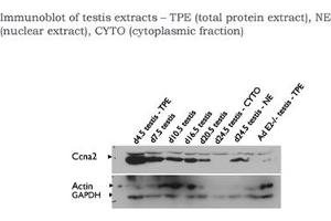 Ccna2 antibody - C-terminal region  validated by WB using testis (Cyclin A anticorps  (C-Term))