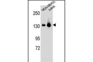 SF3B3 Antibody (C-term) (ABIN656631 and ABIN2845876) western blot analysis in MDA-M,Jurkat cell line lysates (35 μg/lane). (SF3B3 anticorps  (C-Term))