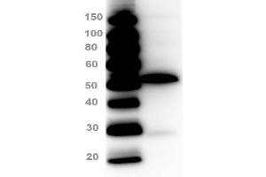 Western Blotting (WB) image for Rabbit anti-Sheep IgG (Heavy & Light Chain) antibody (HRP) (ABIN102255)