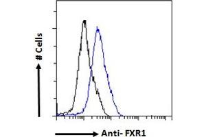 ABIN185683 Flow cytometric analysis of paraformaldehyde fixed HeLa cells (blue line), permeabilized with 0.