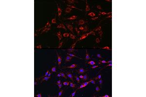 Immunofluorescence analysis of C6 cells using [KO Validated] RA Rabbit pAb (ABIN3021646, ABIN3021647, ABIN3021648 and ABIN1513457) at dilution of 1:100 (40x lens). (RAB5 anticorps  (AA 1-215))