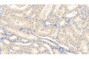 Detection of CASP1 in Porcine Kidney Tissue using Polyclonal Antibody to Caspase 1 (CASP1)