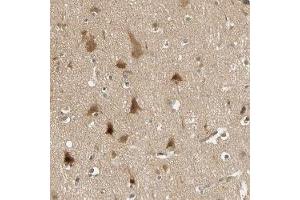 Immunohistochemical staining of human cerebral cortex with PDDC1 polyclonal antibody ( Cat # PAB28008 ) shows distinct cytoplasmic positivity in neurons at 1:10 - 1:20 dilution. (PDDC1 anticorps)