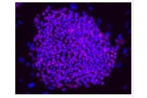 ICC/IF Image Immunofluorescence analysis of hESCs on CF1 feeders, using OCT3/4, antibody at 1:200 dilution. (OCT4 anticorps)