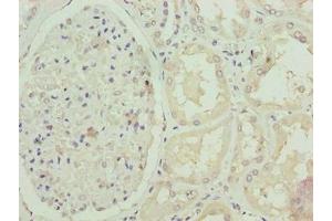 Immunohistochemistry of paraffin-embedded human kidney tissue using ABIN7152417 at dilution of 1:100 (FBXO25 anticorps  (AA 1-291))