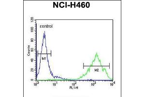 Flow cytometric analysis of NCI-H460 cells (right histogram) compared to a negative control cell (left histogram). (OR2Z1 anticorps  (N-Term))