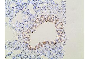 ABIN6277691 at 1/100 staining rat lung tissue sections by IHC-P. (Ephrin B2 anticorps  (C-Term))