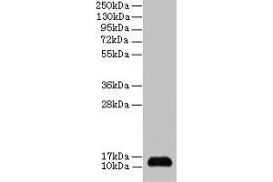 Western blot All lanes: SNRPD2 antibody at 2 μg/mL + 293T whole cell lysate Secondary Goat polyclonal to rabbit IgG at 1/15000 dilution Predicted band size: 14, 13 kDa Observed band size: 14 kDa (SNRPD2 anticorps  (AA 1-118))