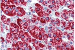 Human Adrenal (formalin-fixed, paraffin-embedded) stained with HSPD1 antibody ABIN462364 followed by biotinylated anti-mouse IgG secondary antibody ABIN481714, alkaline phosphatase-streptavidin and chromogen.