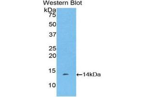 Western Blotting (WB) image for anti-R-Spondin 1 (RSPO1) (AA 21-135) antibody (ABIN1860474)