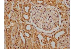 IHC image of ABIN7139851 diluted at 1:400 and staining in paraffin-embedded human kidney tissue performed on a Leica BondTM system. (PEN2 anticorps  (AA 39-57))