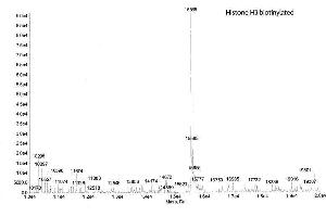 Mass Spectrometry (MS) image for Histone H3.2 (biotinylated), (full length), (N-Term), (truncated) protein (ABIN2669559)