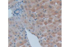 Used in DAB staining on fromalin fixed paraffin- embedded Kidney tissue (LAMB2 anticorps  (AA 1178-1311))