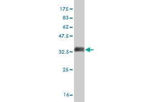 Western Blot detection against Immunogen (35. (MPG anticorps  (AA 1-90))