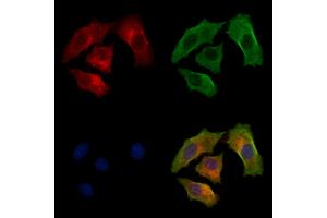 ABIN7094251 and ABIN7098298 staining HepG2 cells by IF/ICC.