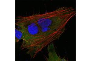 Confocal immunofluorescence analysis of HepG2 cells using MCL1 mouse mAb (green).