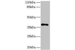 Western blot All lanes: TMEM59L antibody at 3 μg/mL + 293T whole cell lysate Secondary Goat polyclonal to rabbit IgG at 1/10000 dilution Predicted band size: 38 kDa Observed band size: 38 kDa (TMEM59L anticorps  (AA 27-267))
