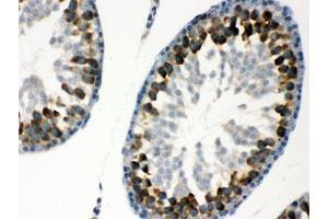 IHC testing of FFPE rat testis with YB1 antibody. (YBX1 anticorps)