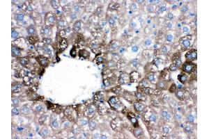 Anti- CYP1A2 Picoband antibody, IHC(P) IHC(P): Mouse Liver Tissue