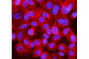 IF analysis of IRF3 using anti-IRF3 antibody (ABIN7599385).