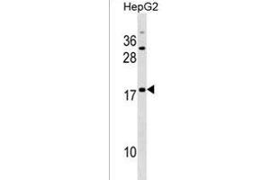 SNXE Antibody (Center) (ABIN1538385 and ABIN2838120) western blot analysis in HepG2 cell line lysates (35 μg/lane). (SPANXE anticorps  (AA 39-65))