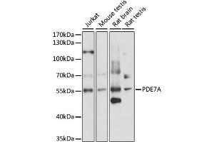 Western blot analysis of extracts of various cell lines, using PDE7A antibody (ABIN7269305) at 1:1000 dilution. (PDE7A anticorps  (AA 345-456))