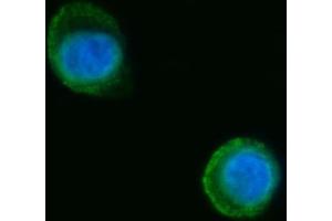 IF analysis of Septin 2/SEPTIN2 using anti-Septin 2/SEPTIN2 antibody (ABIN7599275). (Septin 2 anticorps  (AA 1-326))