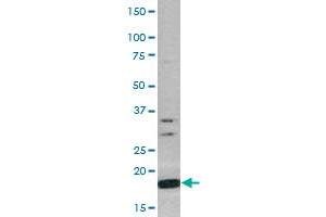 Western Blot (Cell lysate) analysis of CEM cell lysate with Histone H3 (phospho S10) polyclonal antibody . (Histone H3.3 anticorps  (pSer10))