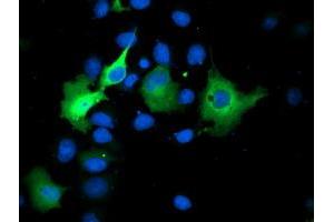 Anti-SMS mouse monoclonal antibody (ABIN2454717) immunofluorescent staining of COS7 cells transiently transfected by pCMV6-ENTRY SMS (RC200619). (SMS anticorps)