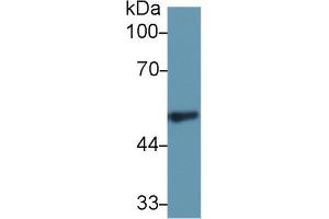 Western Blot; Sample: Rat Spleen lysate; Primary Ab: 1µg/ml Rabbit Anti-Rat FGg Antibody Second Ab: 0.
