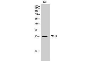 Western Blotting (WB) image for anti-Killer Cell Lectin-Like Receptor Subfamily K, Member 1 (KLRK1) (Internal Region) antibody (ABIN6285094)