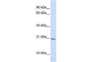 SMUG1 antibody used at 1 ug/ml to detect target protein. (SMUG1 anticorps  (Middle Region))