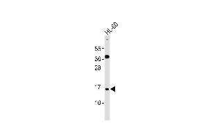 Anti-ATP5JL Antibody at 1:1000 dilution + HL-60 whole cell lysates Lysates/proteins at 20 μg per lane.