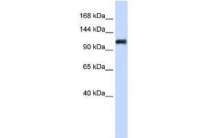 WB Suggested Anti-NID2 Antibody Titration:  0. (NID2 anticorps  (Middle Region))
