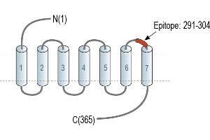 Representative domain view of the target of ABIN7235372. (G Protein-Coupled Receptor 142 (GPR142) Peptide)
