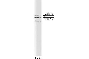 Western blot analysis of Lamin A/C on a HeLa lysate. (Lamin A/C anticorps  (AA 398-490))