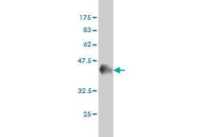 Western Blot detection against Immunogen (36.
