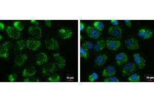 ICC/IF Image UQCRFS1 antibody [N1C3] detects UQCRFS1 protein at mitochondria by immunofluorescent analysis. (UQCRFS1 anticorps)