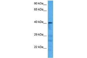Host:  Mouse  Target Name:  AGER  Sample Tissue:  Mouse Pancreas  Antibody Dilution:  1ug/ml (RAGE anticorps  (N-Term))