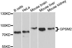 Western blot analysis of extracts of various cell lines, using GPSM2 antibody (ABIN5997836) at 1/1000 dilution. (GPSM2 anticorps)