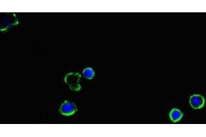 Immunofluorescent analysis of MCF-7 cells using ABIN7170115 at dilution of 1:100 and Alexa Fluor 488-congugated AffiniPure Goat Anti-Rabbit IgG(H+L)