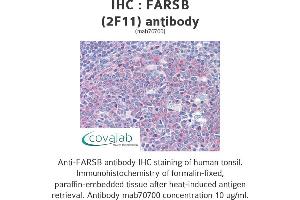 Image no. 2 for anti-Phenylalanyl-tRNA Synthetase, beta Subunit (FARSB) (AA 234-342) antibody (ABIN1723557) (FARSB anticorps  (AA 234-342))