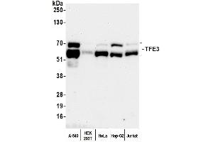 Western Blotting (WB) image for anti-Transcription Factor E3 (TFE3) (AA 500-550) antibody (ABIN7450812) (TFE3 anticorps  (AA 500-550))
