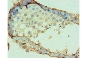 Immunohistochemistry of paraffin-embedded human testis tissue using ABIN7149982 at dilution of 1:100