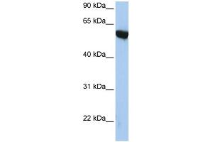 WB Suggested Anti-APBA3 Antibody Titration:  0. (APBA3 anticorps  (N-Term))