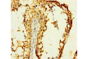 Immunohistochemistry of paraffin-embedded human testis tissue using ABIN7148974 at dilution of 1:100 (CST11 anticorps  (AA 1-138))