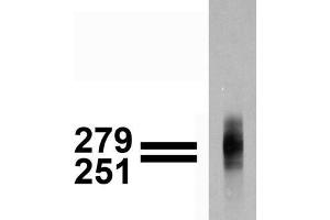 Immunoblotting: use at 1-2ug/ml. (Cav3.1 Ca2+ Channel (AA 2052-2172), (C-Term) anticorps)