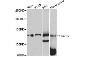 Western blot analysis of extracts of various cell lines, using POLR1B antibody (ABIN5998560) at 1:3000 dilution.