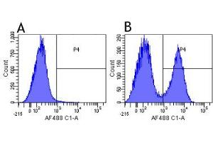 Flow-cytometry using anti-complement receptors 1 & 2 antibody 7G6   Mouse lymphocytes were stained with an isotype control (panel A) or the rabbit-chimeric version of 7G6 ( panel B) at a concentration of 1 µg/ml for 30 mins at RT. (Recombinant Complement Receptor 1 & 2 anticorps)